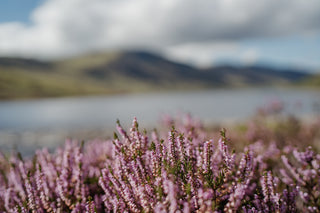 Loch Turret Heather Image 